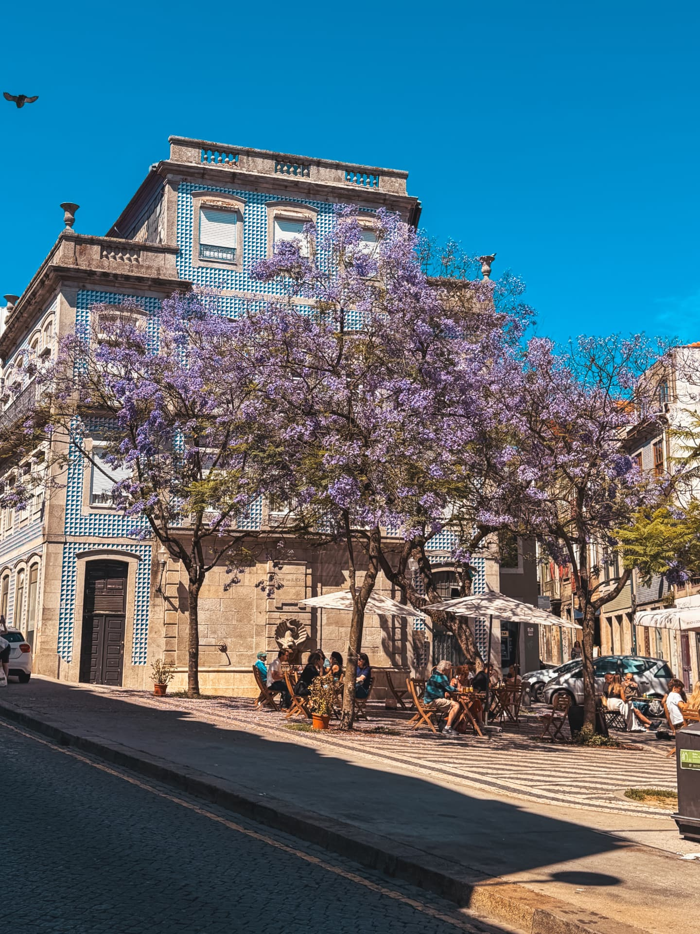 Jacarandás floridos numa rua tranquila do Porto
